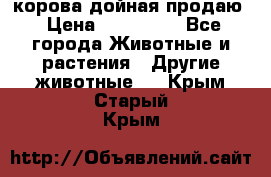 корова дойная продаю › Цена ­ 100 000 - Все города Животные и растения » Другие животные   . Крым,Старый Крым